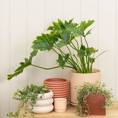 Berlin Self Watering Planter - Nude